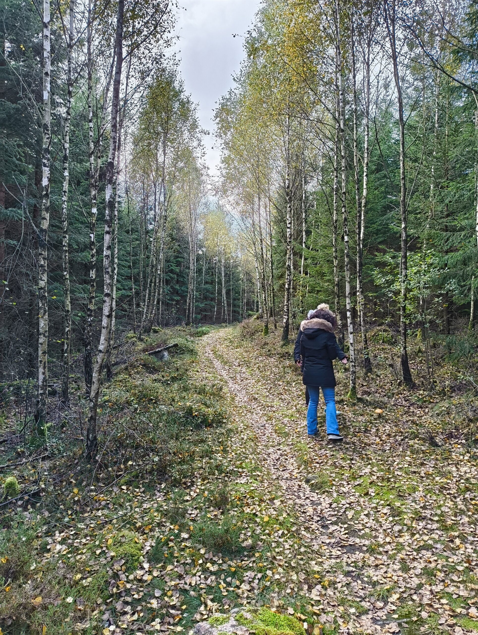 From September - Forest